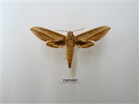 藏品(棕綠背線天蛾)的圖片